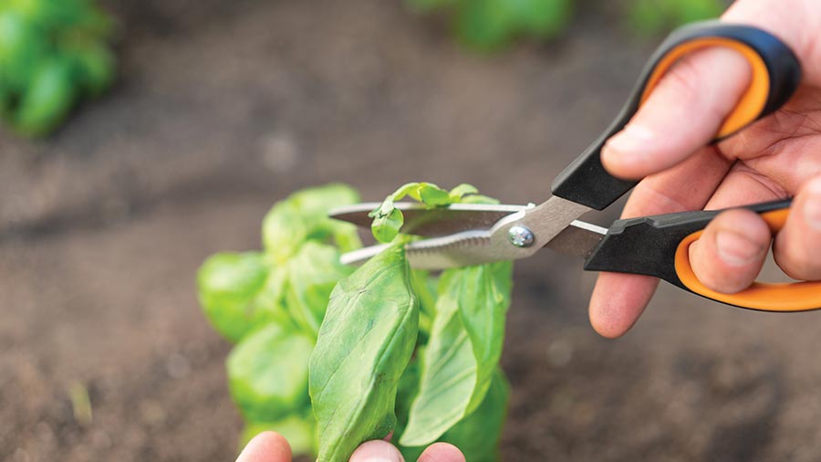 ciseaux à herbes aromatiques et de récolte Solid SP240 Fiskars ciseaux à herbes aromatiques et de récolte Solid SP240 Fiskars